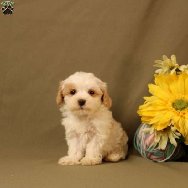 Dexter, Morkie-Poo Puppy